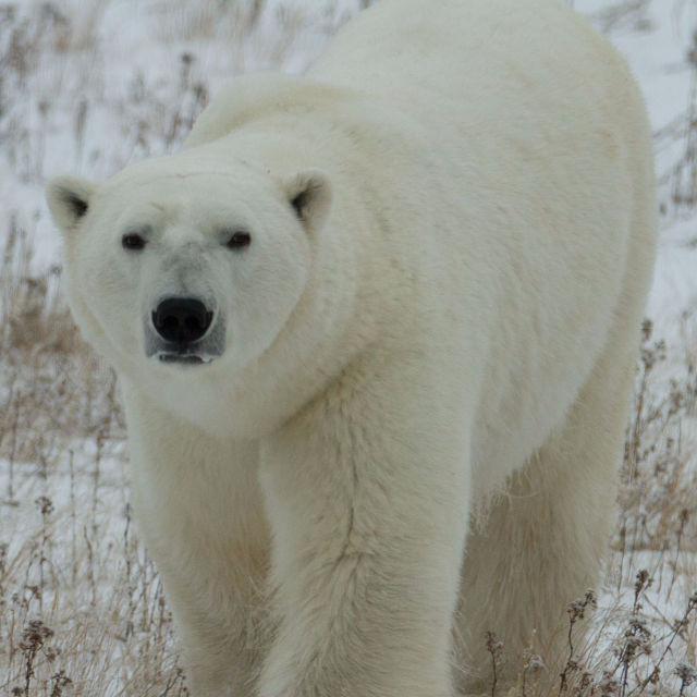 פלישת דובי הקוטב