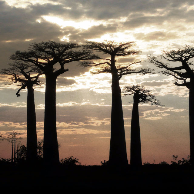 מגדסקר: עולם נפרד