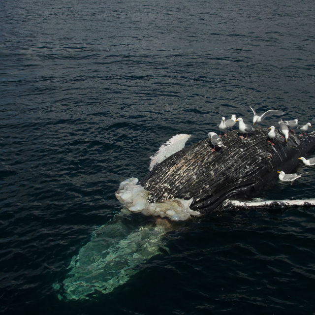הלוויתן הקטלני בעולם