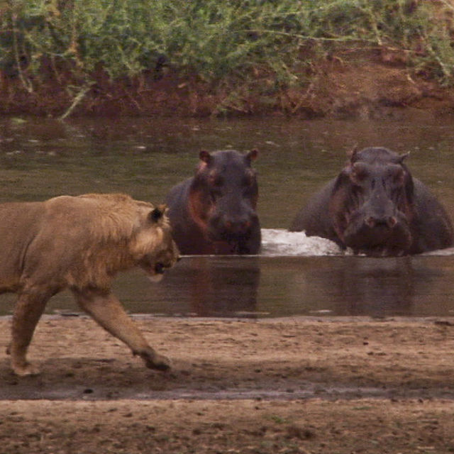 מלחמת שליטה: אריות נגד היפופוטמים