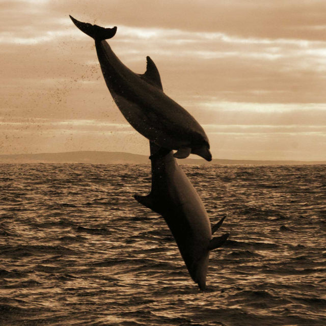 שושלת הדולפינים