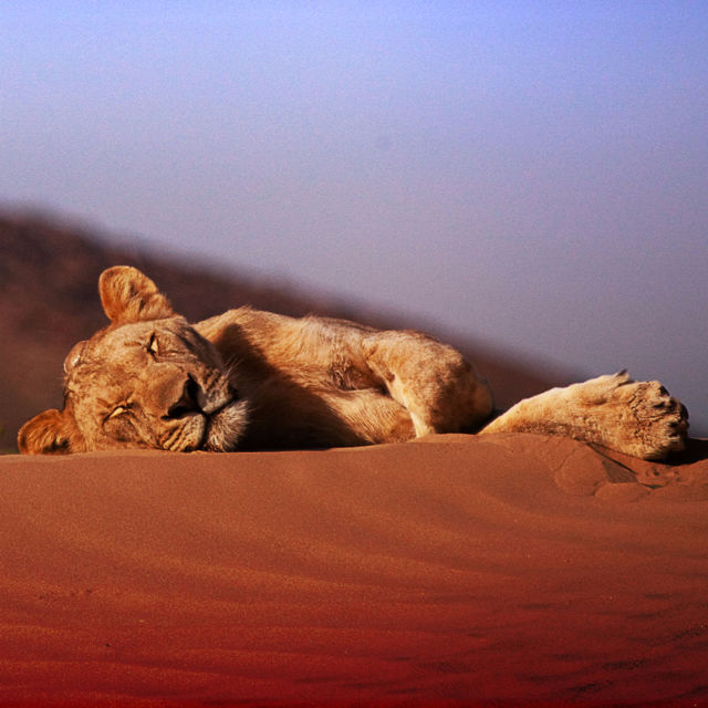 אריות המדבר האחרונים של נמיביה