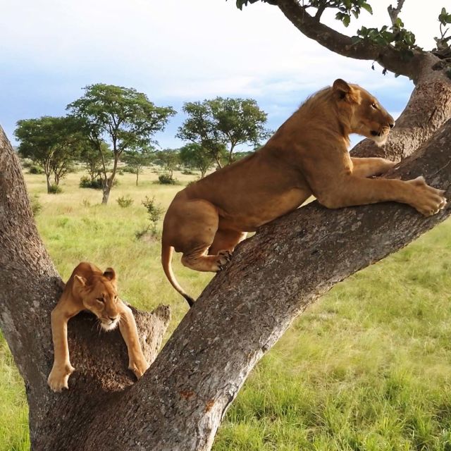 האריות שעל העצים