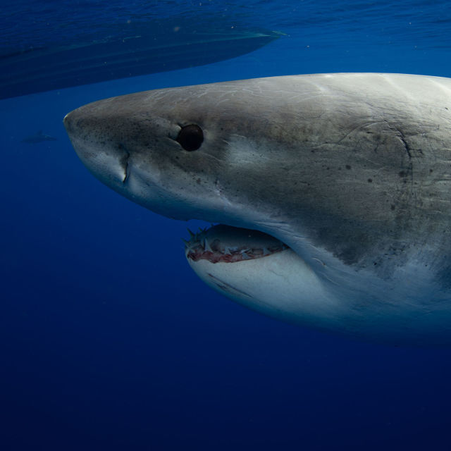 הלבן הגדול: כרישי הענק של הוואי