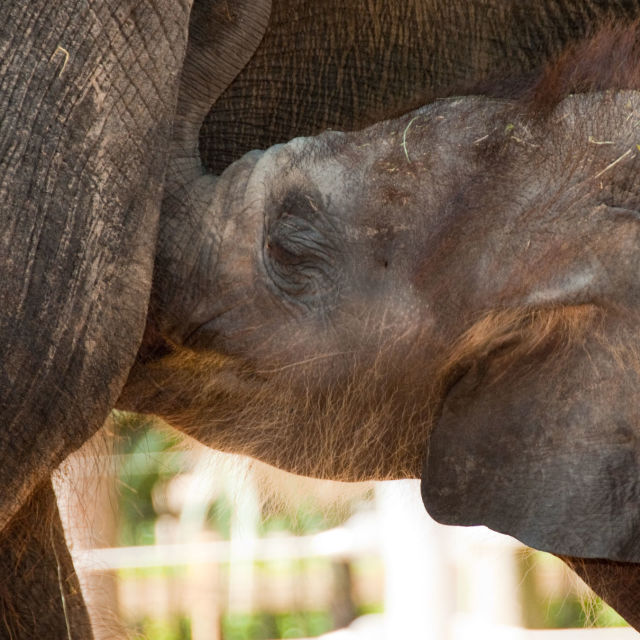 תינוקות גן החיות: טורפים יקרי ערך