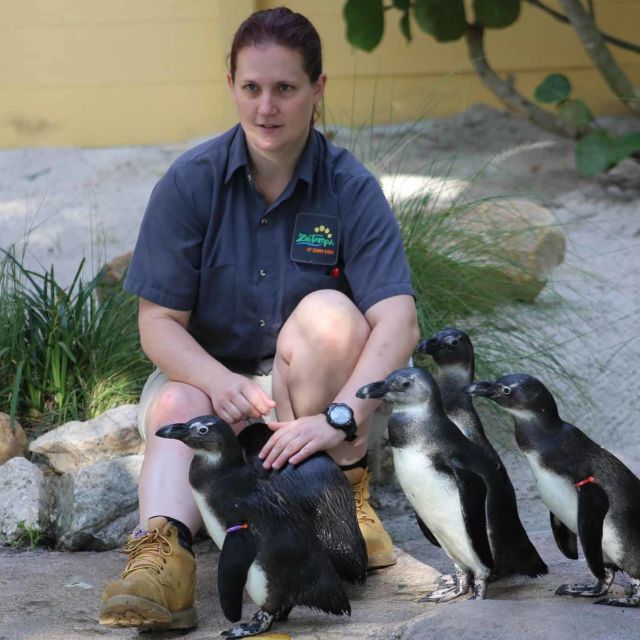 סודות מגן החיות פינגווינים