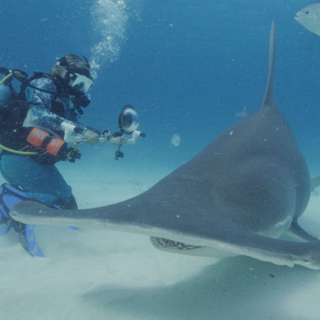 החיפוש אחרי כריש הפטיש הגדול בעולם