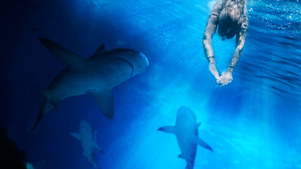כרישים תוקפים 360
